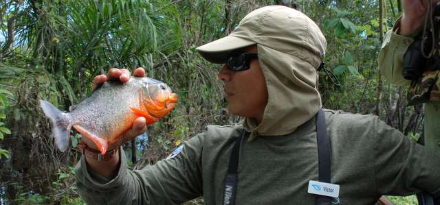 Amazon cruising: A Ride in the Wild