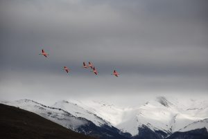 Pink flamingos soar above a lake in Torres del Paine.